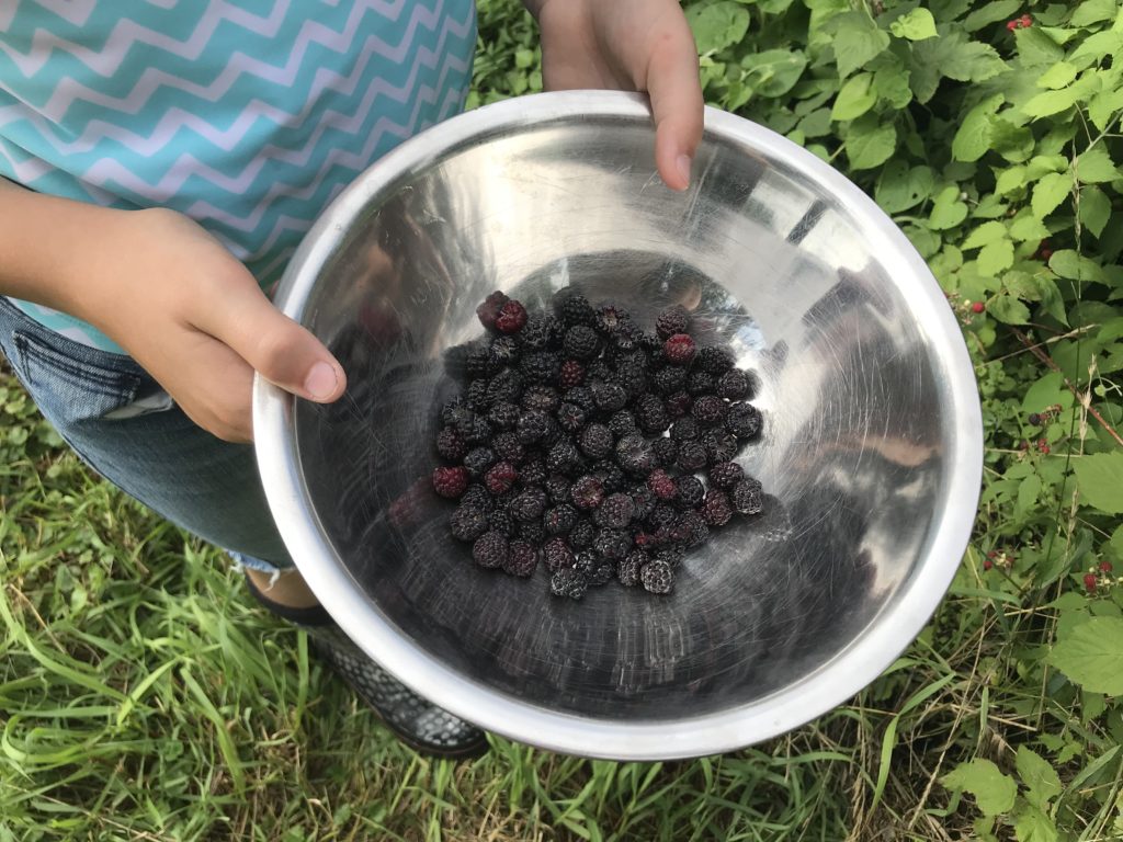 Picked wild black raspberries in a bowl