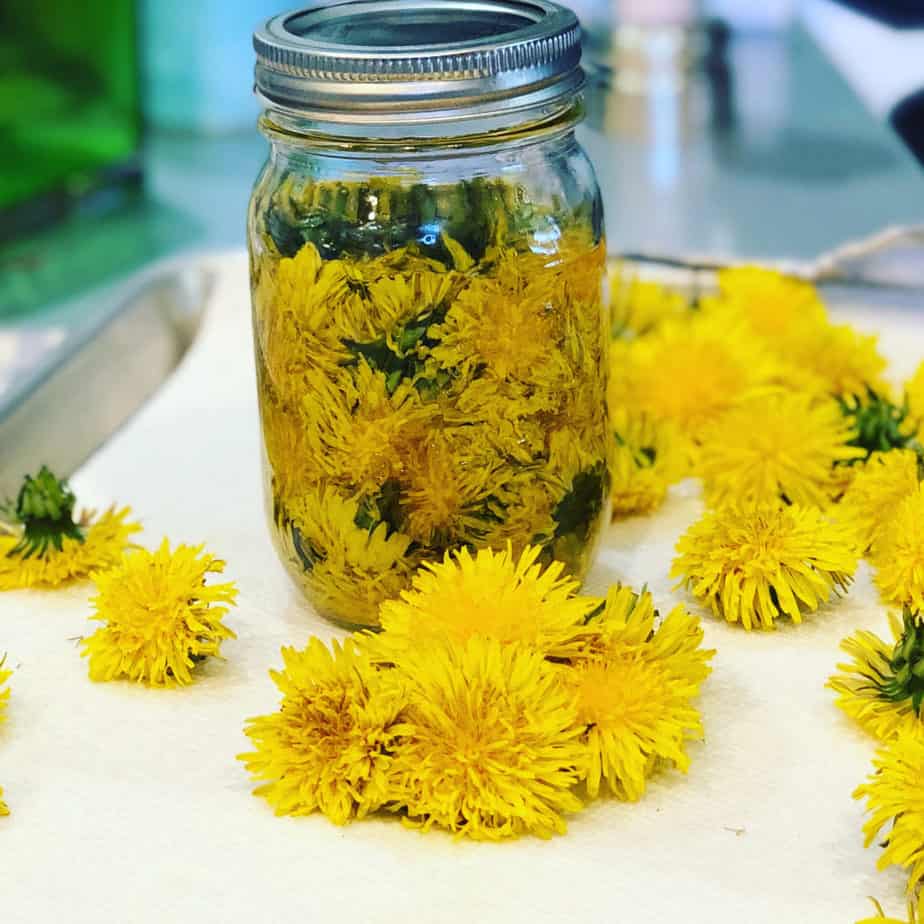 Dandelion flowers soaking in oil for later use in lotions and creams.
