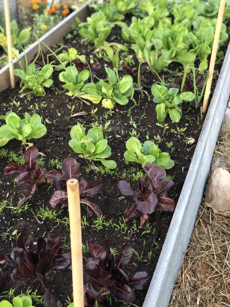 A raised bed filled with seeded lettuce, radishes and beets