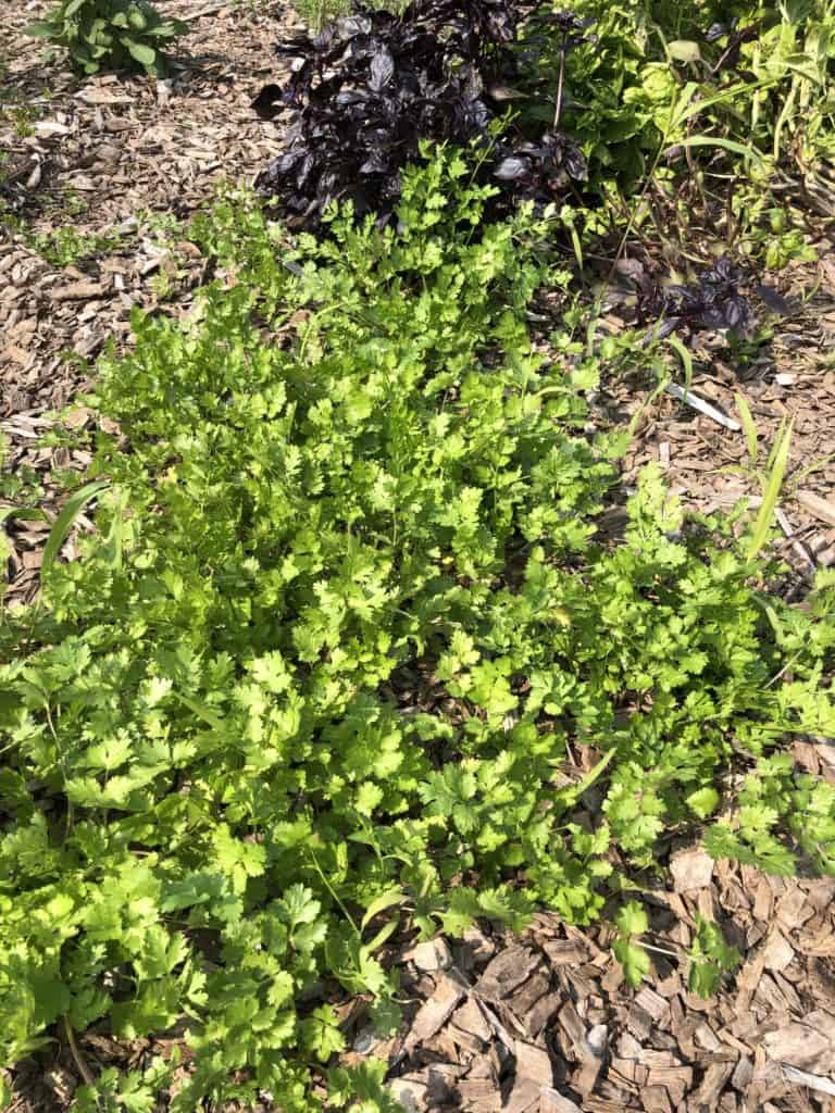Shows wild growing cilantro, that grew from previous plants in the same area