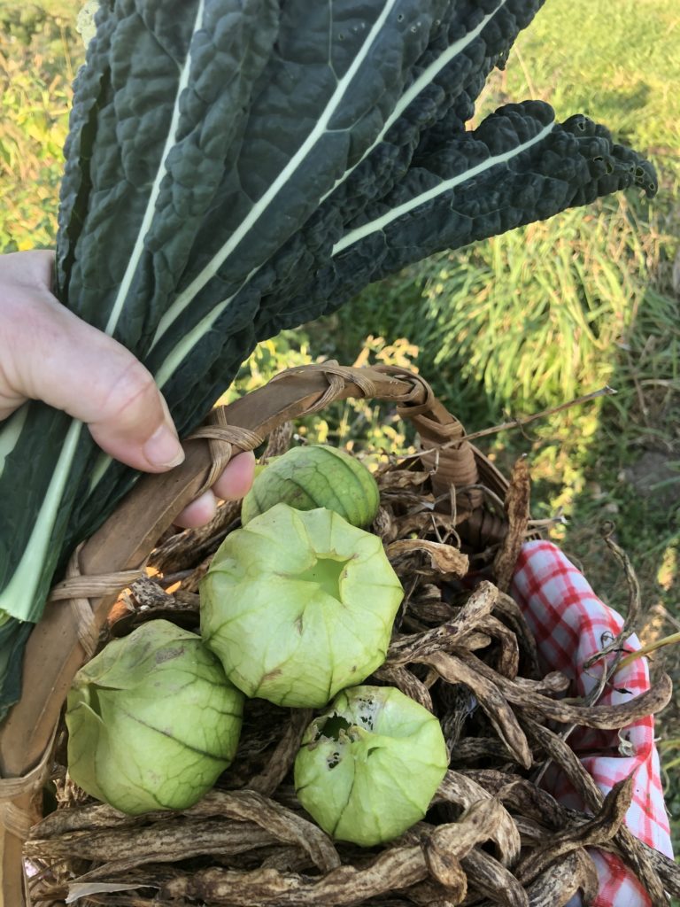 Basket of tomatillos and dry beans with kale in hand