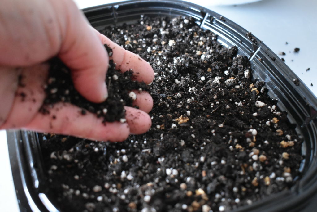 covering seeds with dirt