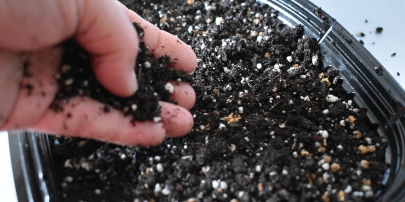 sprinkling soil over a seed starting container