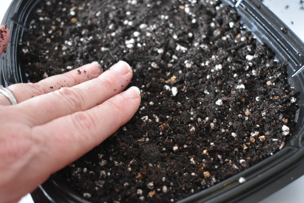 pressing seeds gently into the soil