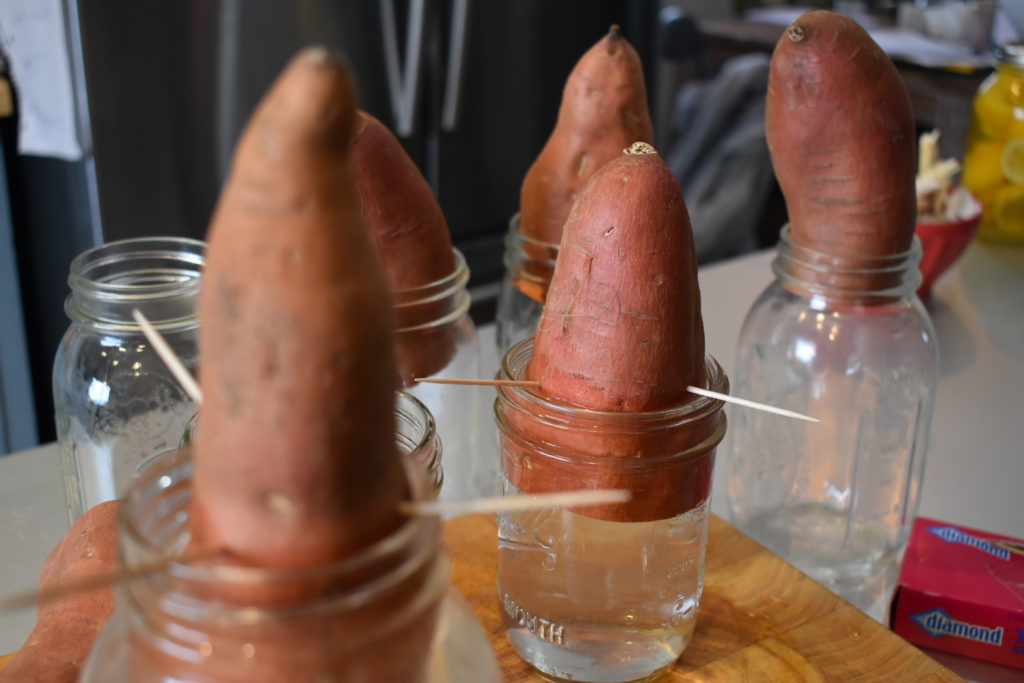 sweet potatoes in growing jars