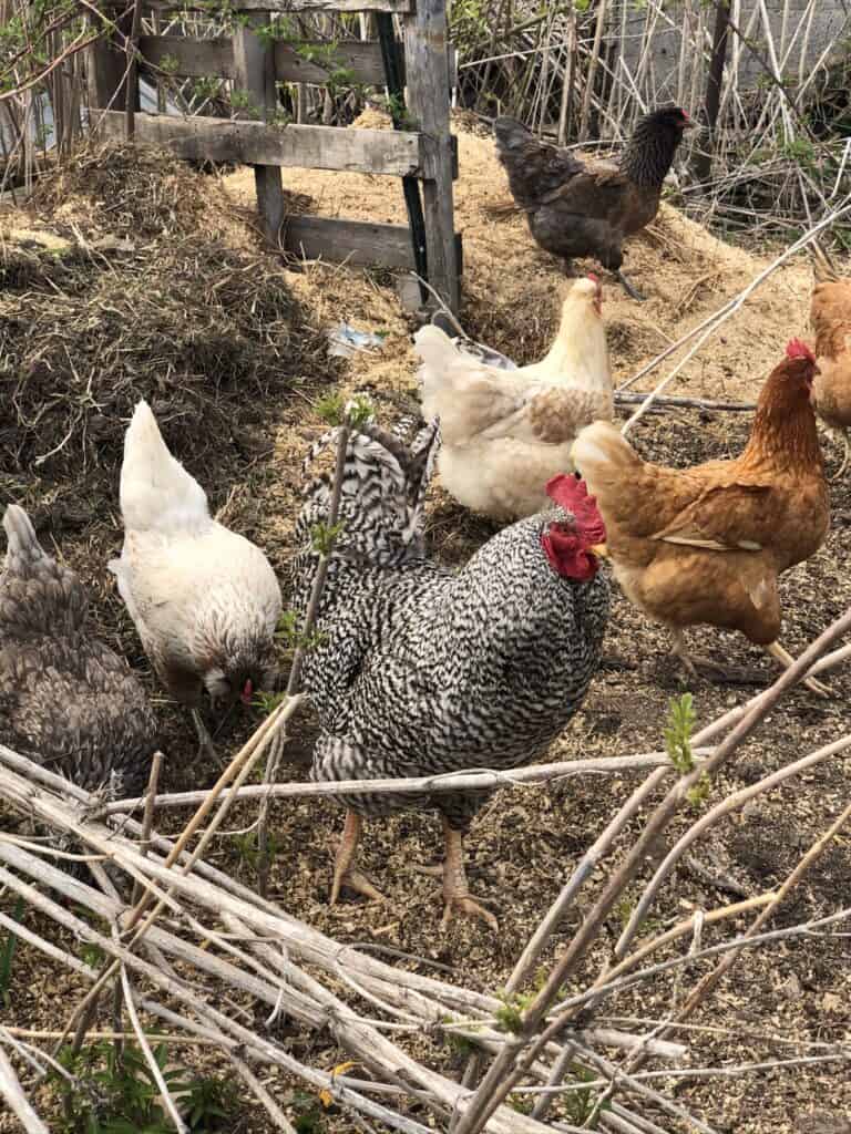 Small flock of chickens working a compost pile