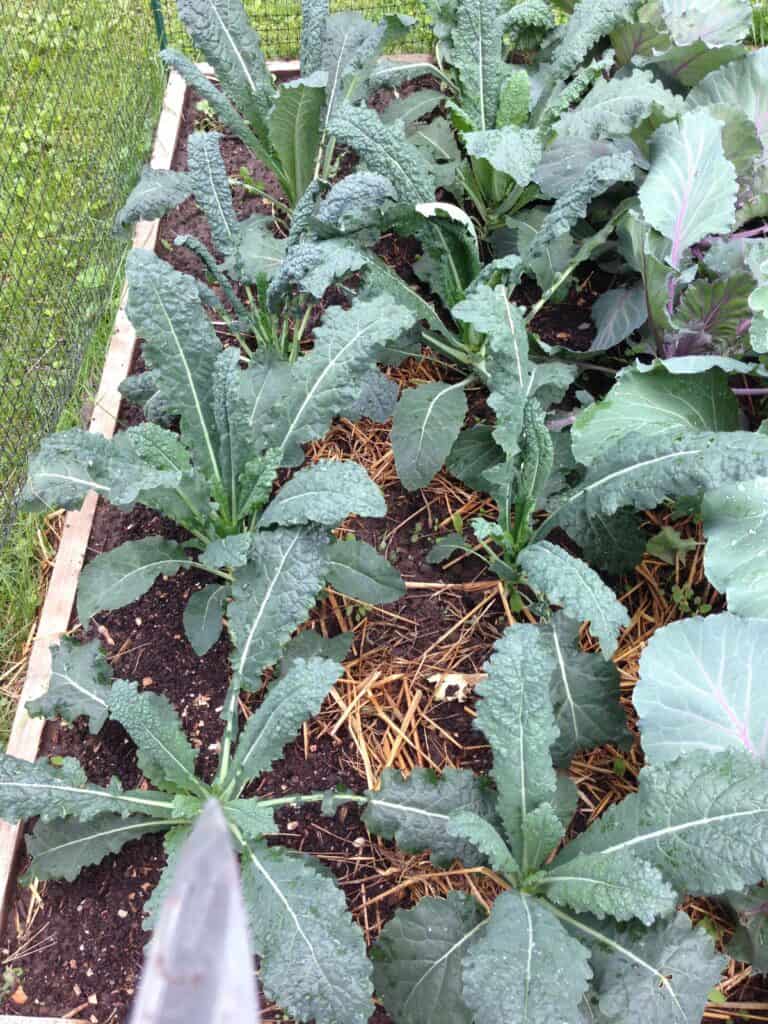 Raised bed growing kale