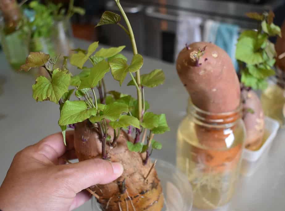 Growing tall sweet potato slips ready to be removed 