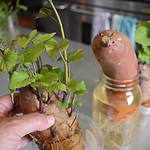 Growing tall sweet potato slips ready to be removed