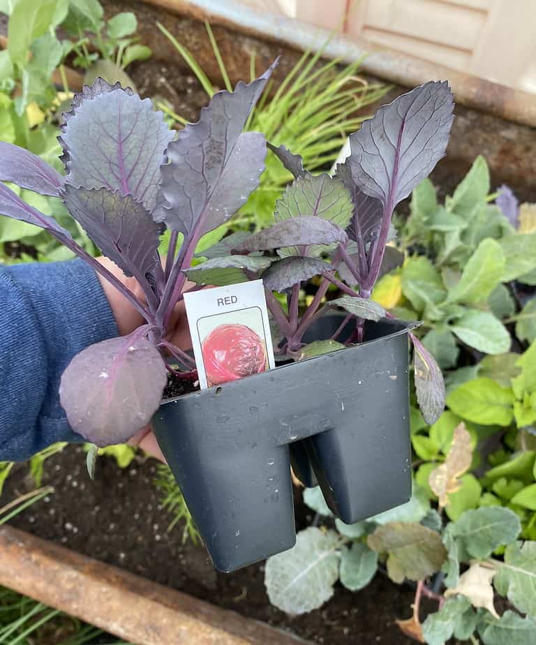 A container of store-bought red cabbage seedlings and a part of the Homesteading Secret