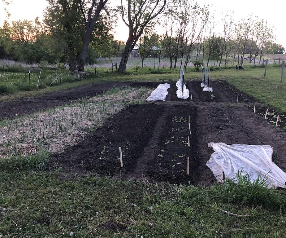 Large Row garden with onions, lettuce, leeks, lettuces and beans