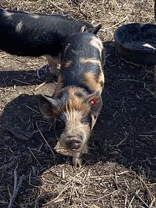 One the 5 best beginner animals for the new homesteader - Pigs